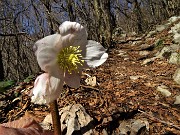 14 Elleboro in fiore 